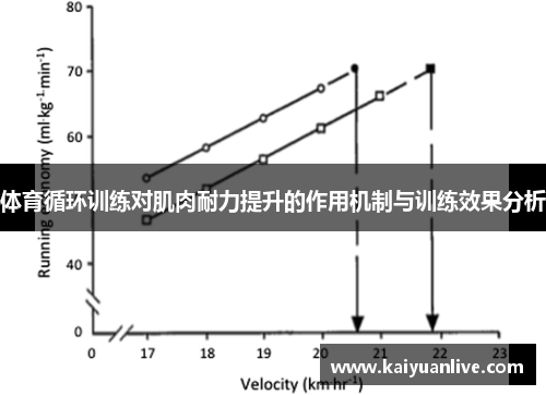 体育循环训练对肌肉耐力提升的作用机制与训练效果分析